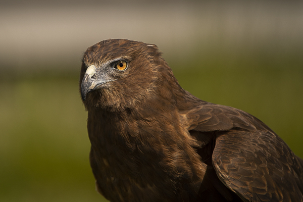 Raptor Centre